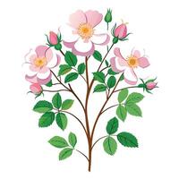 Wild Rose Plant with Purple Flowers and Green Leaves in a Garden Setting vector