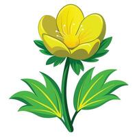 Winter Aconite Flower with Pink Petals and Green Leaves in a Garden Setting vector