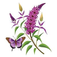 Botanical Rendering of a Butterfly Bush in Full Bloom with Green Leaves and Stems vector