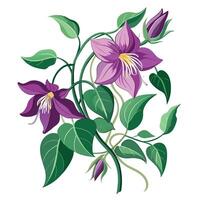 Vibrant Clematis Vine with Brightly Colored Flowers and Leaves in a Natural Setting Isollated on a White Background vector