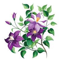 Beautiful Clematis Vine with Large Flowers and Leaves Isollated on a White Background vector
