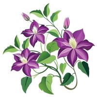Botanical Rendering of a Clematis Vine in Full Bloom with Green Leaves and Stems Isollated on a White Background vector