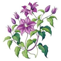 Intricate Details of a Clematis Vine in a Natural Setting with Wildflowers and Butterflies Isollated on a White Background vector