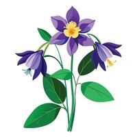 Botanical Rendering of a Columbine Plant in Full Bloom with Green Leaves and Stems vector