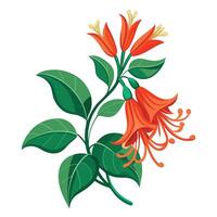 Botanical Rendering of a Coral Honeysuckle Flower in Full Bloom with Green Leaves and Stems vector