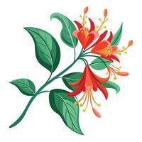 Vibrant Coral Honeysuckle Flower with Brightly Colored Petals and Leaves in a Natural Setting vector
