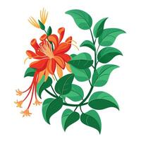 Intricate Details of a Coral Honeysuckle Flower in a Natural Setting with Wildflowers and Butterflies vector