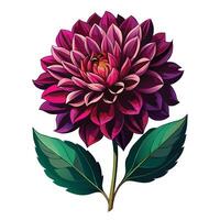 Botanical Rendering of a Dahlia Plant in Full Bloom with Green Leaves and Stems vector