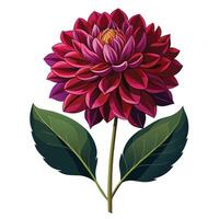 Vibrant Dahlia Plant with Brightly Colored Flowers and Leaves in a Natural Setting Isollated on a White Background vector