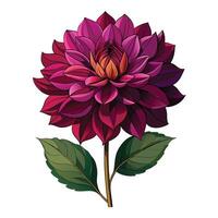 Beautiful Dahlia Plant with Large Flowers and Leaves Isollated on a White Background vector