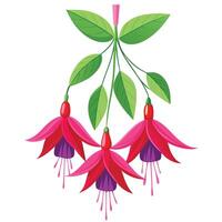 Vibrant Fuchsia Plant with Brightly Colored Flowers and Leaves in a Natural Setting Isollated on a White Backgroundv vector