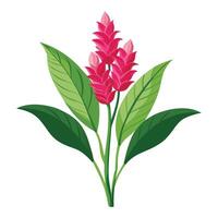 Botanical Rendering of a Ginger Flower Plant in Full Bloom with Green Leaves and Stems vector