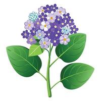 Beautiful Heliotrope Plant with Delicate Flowers and Leaves vector