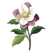Botanical Rendering of a Helleborus Flower in Full Bloom with Green Leaves and Stems vector
