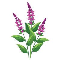 Botanical Rendering of a Hummingbird Sage Plant in Full Bloom with Green Leaves and Stems vector
