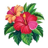 Beautiful Hibiscus Plant with Large Flowers and Leaves Isollated on White Background vector