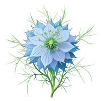 Botanical Rendering of a Love-in-a-Mist Flower in Full Bloom with Green Leaves and Stems vector