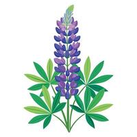 Botanical Rendering of a Lupine Flower in Full Bloom with Green Leaves and Stems vector