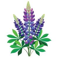 Botanical Rendering of a Lupine Plant in Full Bloom with Green Leaves and Stems vector