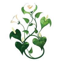 Beautiful Moonflower Vine with Large Flowers and Leaves Isollated on a White Background vector