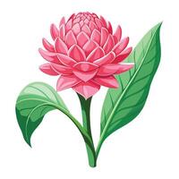 Detailed Illustration of a Pink Torch Ginger Flower with White Petals and Long Stems vector