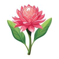 Pink Torch Ginger Flower with Purple Petals and Green Leaves in a Garden Setting vector