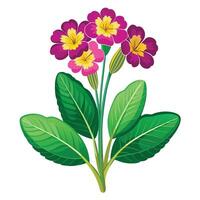 Detailed Illustration of a Primrose Plant with White Petals and Long Stems Isollated on a White Background vector