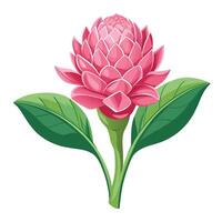 Beautiful Pink Torch Ginger Flower with Exotic Shape and Colorful Petals vector