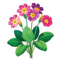 Primrose Plant with Pink Flowers and Green Leaves in a Garden Setting Isollated on a White Background vector