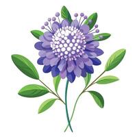 Scabiosa Flower with Purple Petals and Green Leaves in a Garden Setting vector
