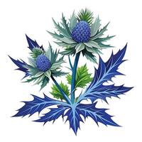 Sea Holly Plant with Pink Flowers and Green Leaves in a Garden Setting Isollated on White Background vector