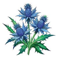 Sea Holly Plant with Purple Flowers and Green Leaves in a Garden Setting Isollated on White Background vector
