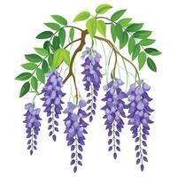 Detailed Illustration of a Wisteria Vine with White Petals and Long Stems Isollated on a White Background vector