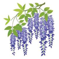 Wisteria Vine with Yellow Flowers and Green Leaves in a Garden Setting Isollated on a White Background vector