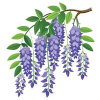 Wisteria Vine with Pink Flowers and Green Leaves in a Garden Setting Isollated on a White Background vector