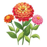 Zinnia Plant with Pink Flowers and Green Leaves in a Garden Setting Isollated on a White Background vector