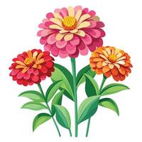 Zinnia Plant with Pink Flowers and Green Leaves in a Garden Setting vector