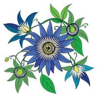 Detailed Illustration of a Blue Passionflower Vine with White Petals and Long Stems vector