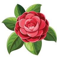 Vibrant Camellia Plant with Brightly Colored Flowers and Leaves in a Natural Setting Isollated on a White Background vector