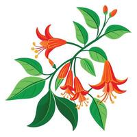 Vibrant Coral Honeysuckle Vine with Brightly Colored Flowers and Leaves in a Natural Setting vector