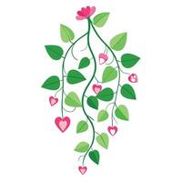 Botanical Depiction of a Coral Vine in Full Bloom with Green Leaves and Stems vector