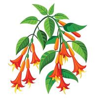 Vibrant Flame Vine Plant with Brightly Colored Flowers and Leaves in a Natural Setting vector