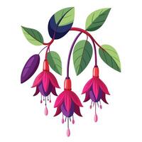 Botanical Depiction of a Fuchsia Plant in Full Bloom with Green Leaves and Stems vector