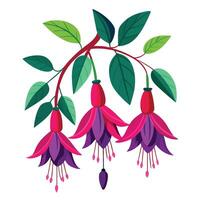 Vibrant Fuchsia Plant with Brightly Colored Flowers and Leaves in a Natural Setting Isollated on a White Background vector