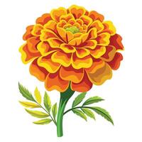 Detailed Illustration of a Marigold Plant with White Petals and Long Stems Isollated on a White Background vector