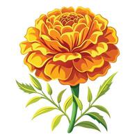 Marigold Plant with Pink Flowers and Green Leaves in a Garden Setting Isollated on a White Background vector