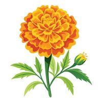 Marigold Plant with Pink Flowers and Green Leaves in a Garden Setting Isollated on White Background vector