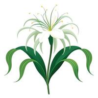 Vibrant Spider Lily Plant with Brightly Colored Flowers and Leaves in a Natural Setting vector