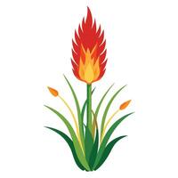 Beautiful Torch Lily Plant with Tall Stems and Flowers vector