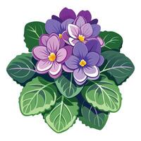African Violet with Pink Flowers and Green Leaves in a Garden Setting vector